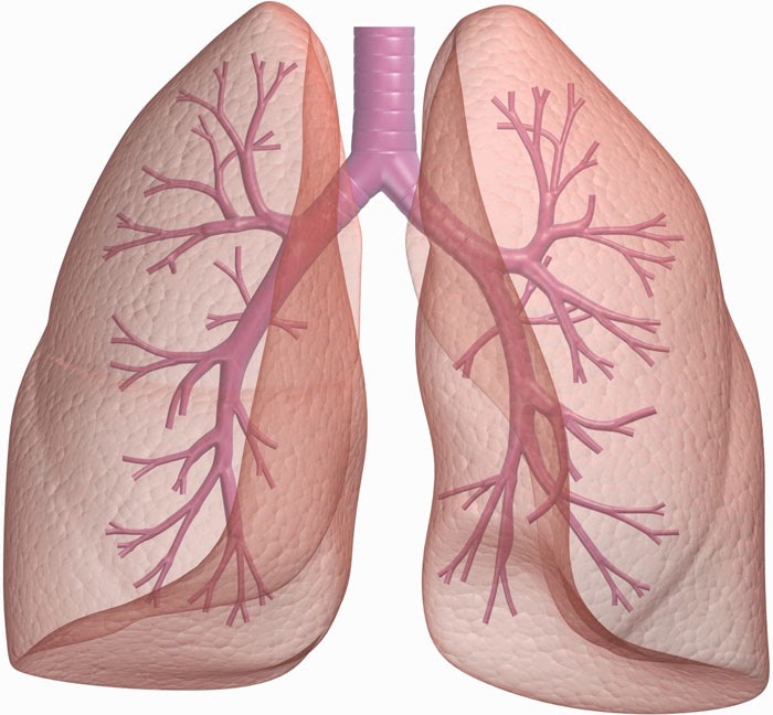 Bị ung thư phổi nên ăn uống, kiêng cữ và sinh hoạt thế nào?
