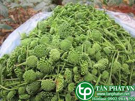 Địa chỉ bán nụ hoa tam thất tại Bình Phước giúp chữa mất ngủ