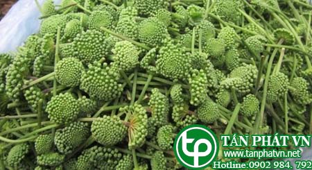 Địa chỉ bán nụ hoa tam thất tại Cà Mau chữa thiếu máu