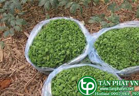 Địa chỉ bán nụ hoa tam thất tại Gia Lai giúp ăn ngủ ngon