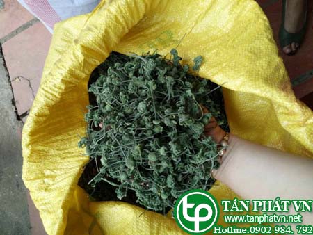 Địa chỉ bán nụ hoa tam thất tại Hải Phòng giúp bổ máu