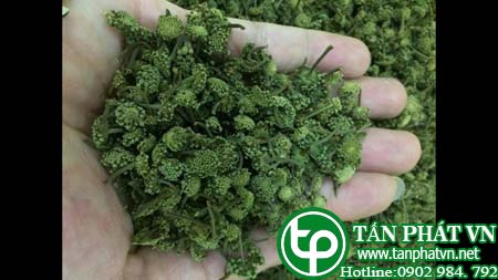 Địa chỉ bán nụ hoa tam thất tại Phú Yên chữa thiếu máu