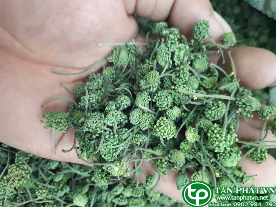 Địa chỉ bán nụ hoa tam thất tại Sóc Trăng chất lượng