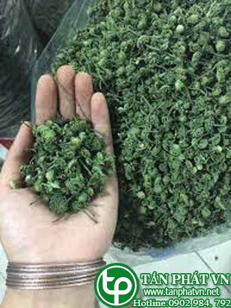 Địa chỉ bán nụ hoa tam thất tại Tây Ninh giá tốt