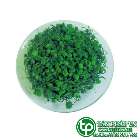 Địa chỉ bán nụ hoa tam thất tại Trà Vinh giao hàng tận chỗ