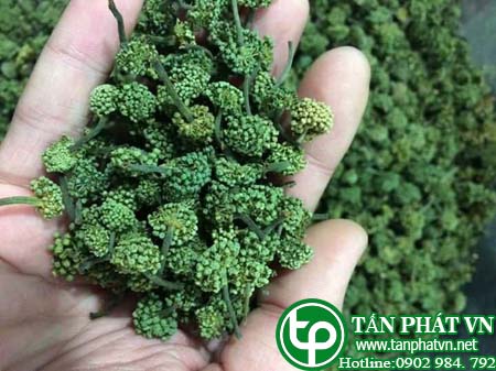 Địa chỉ bán nụ hoa tam thất tại Vĩnh Long chữa chán ăn
