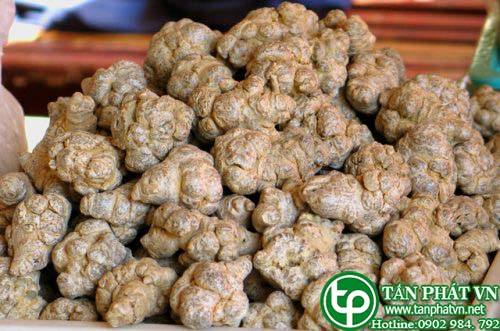 Địa điểm bán củ tam thất bắc tại Bình Chánh tăng sức đề kháng