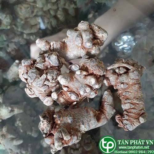Địa điểm bán củ tam thất bắc tại Bình Tân điều hòa miễn dịch
