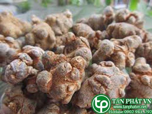 Địa điểm bán củ tam thất bắc tại Cần Giờ chống trầm uất